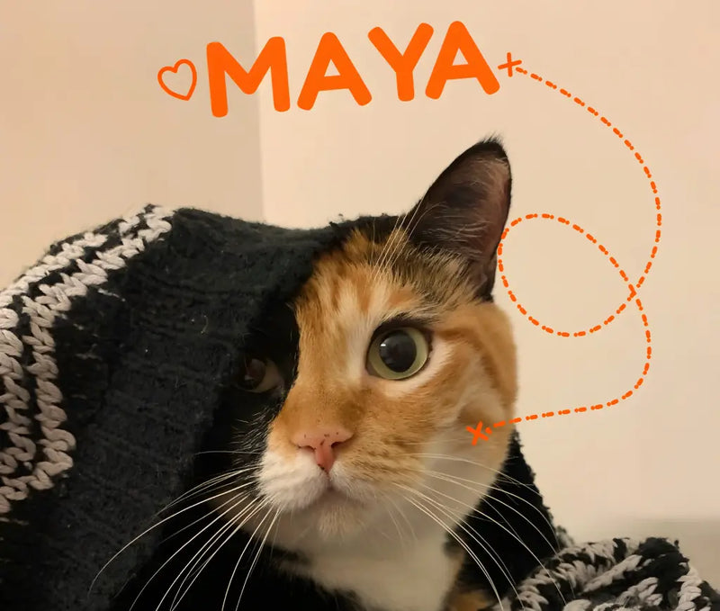 Une histoire de Cœur 🐾 